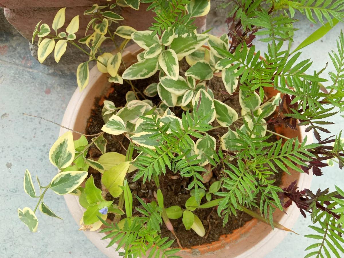 Evergreen Home Stay Almora Exterior photo